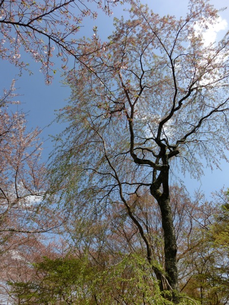 勝持寺の西行桜